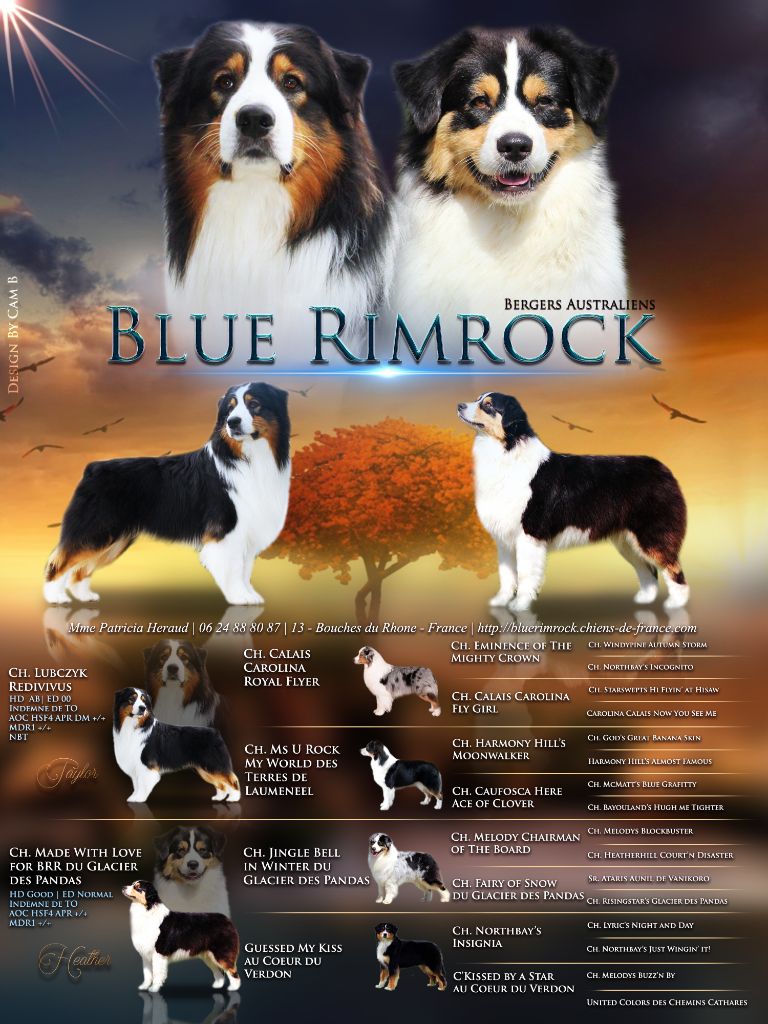 Blue Rimrock - Berger Australien - Portée née le 12/11/2021