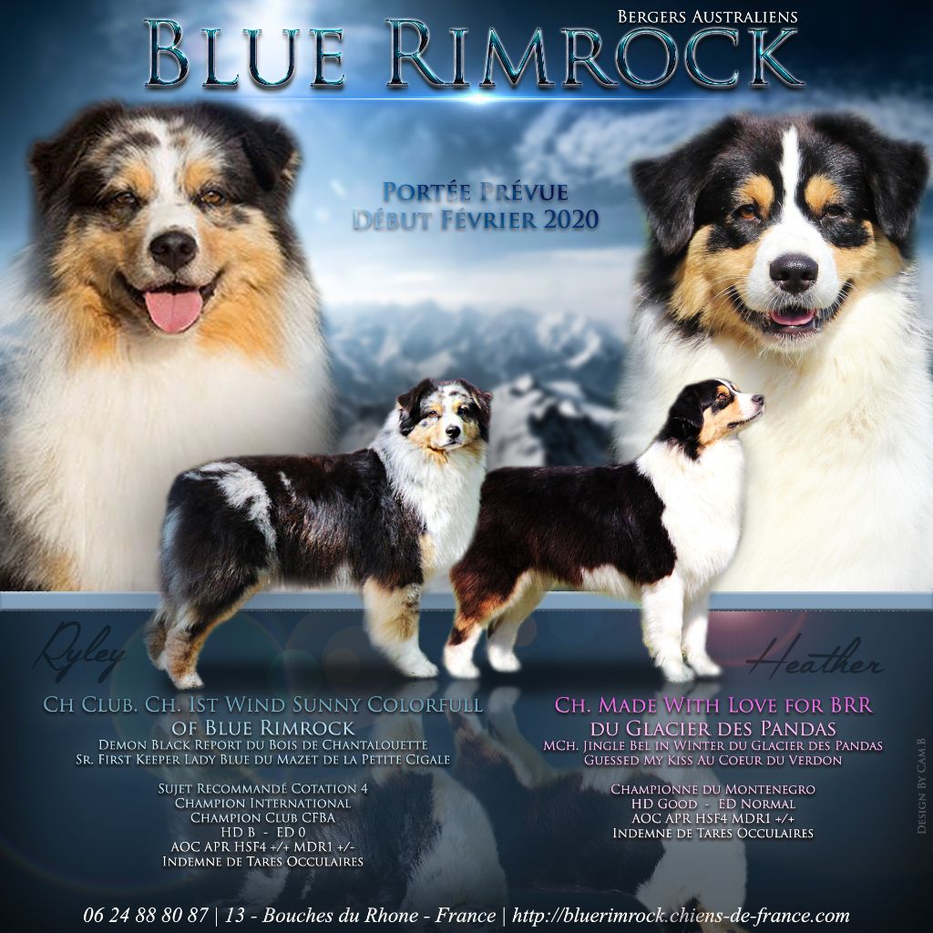 Of Blue Rimrock - Berger Australien - Portée née le 28/01/2020