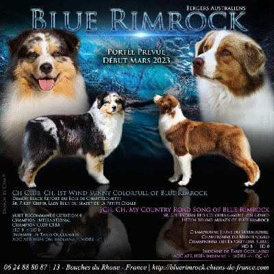 Blue Rimrock - Berger Australien - Portée née le 10/03/2023