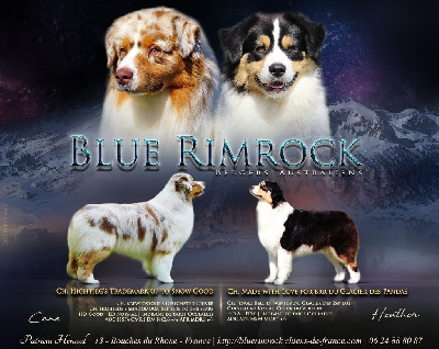 Of Blue Rimrock - Berger Australien - Portée née le 01/01/2024