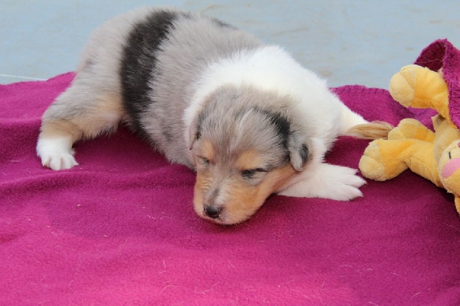 NAISSANCE D'UNE PETITE FILLE BLEU MERLE