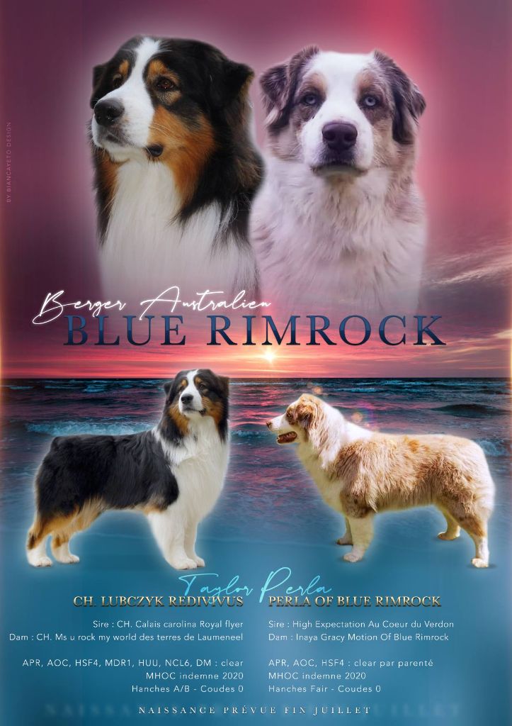 Of Blue Rimrock - CHIOTS DISPONIBLES  PORTEE  TAYLOR/PERLA