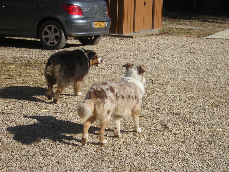 CHUP et DEMON et leurs bébés