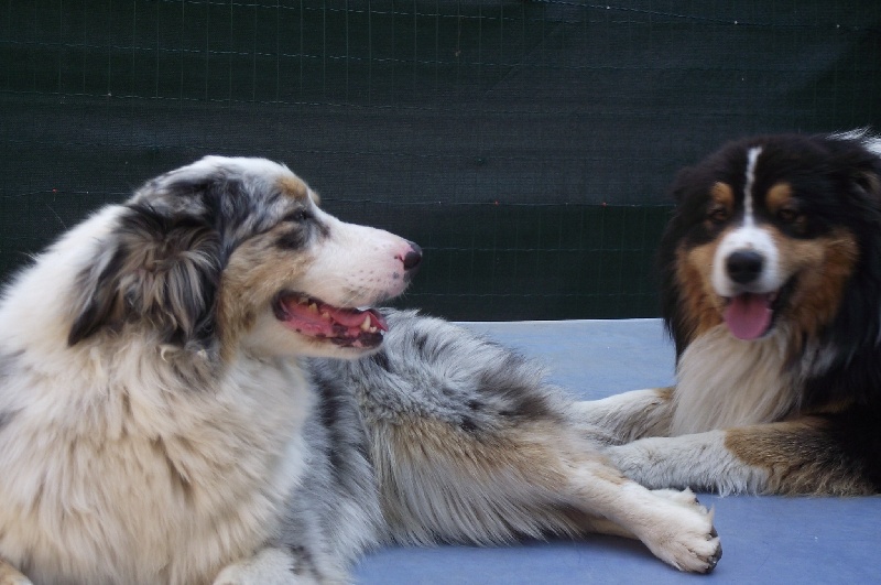Tous nos chiens