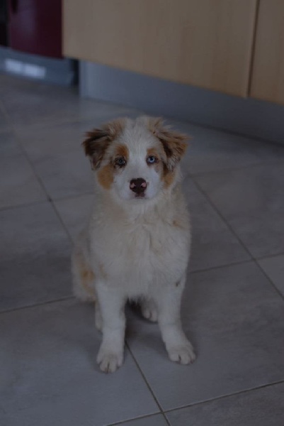 Les chiots ont bien grandi