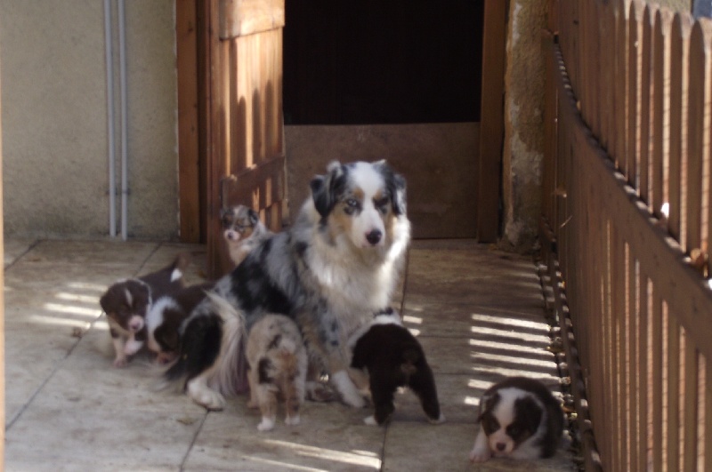 CHIOTS DARK ET DARLING 2011