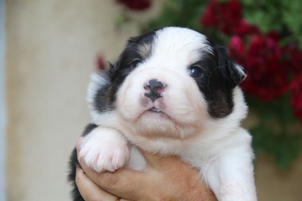 Of Blue Rimrock - Berger Australien - Portée née le 04/05/2022