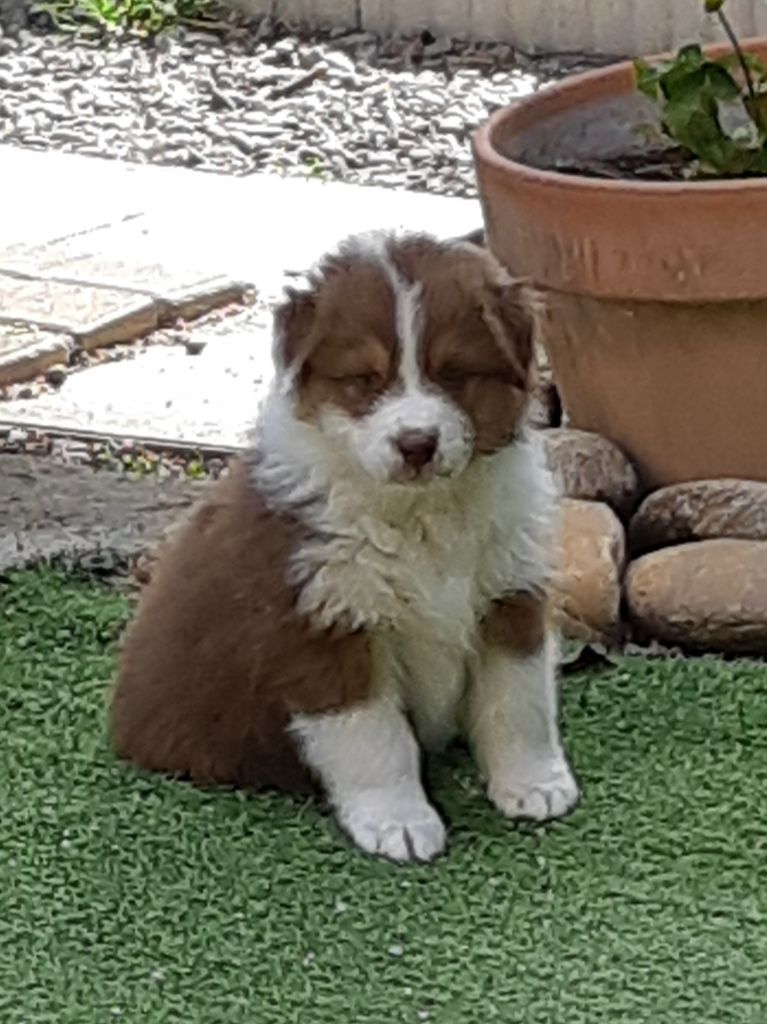 CHIOT
