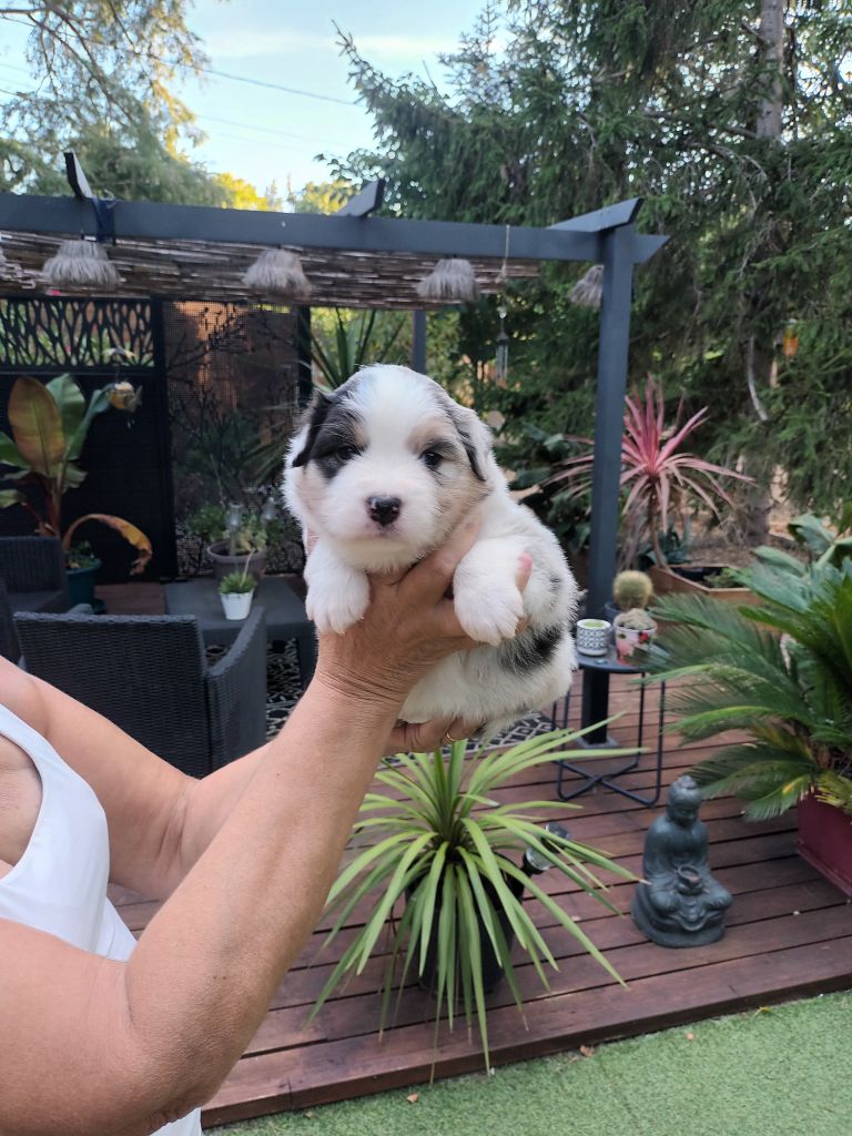 Of Blue Rimrock - Chiots disponibles - Berger Australien