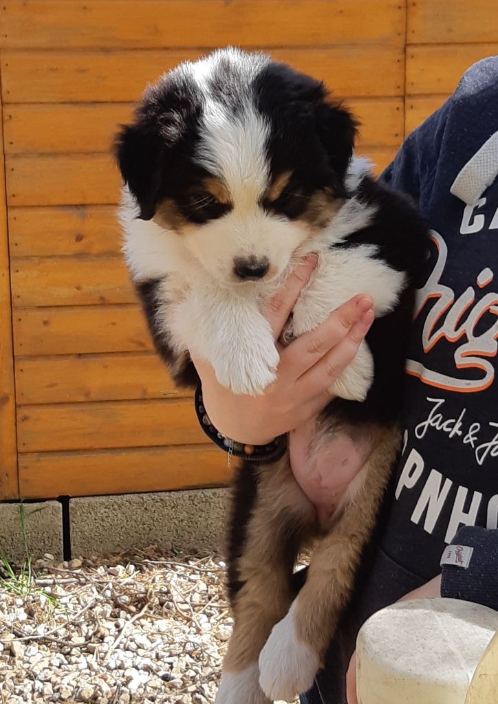 CHIOT