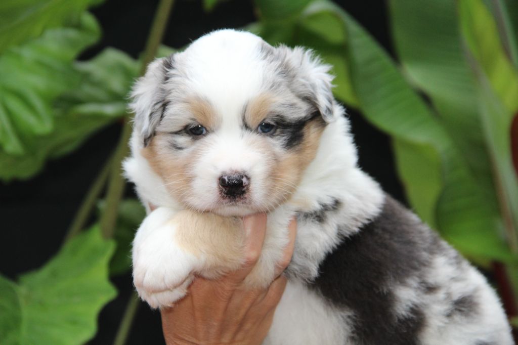 Of Blue Rimrock - Chiots disponibles - Berger Australien
