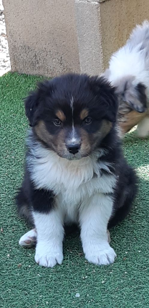 CHIOT