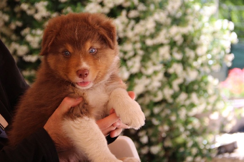 Of Blue Rimrock - Berger Australien - Portée née le 08/05/2016