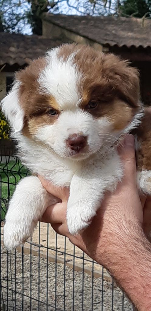 CHIOT