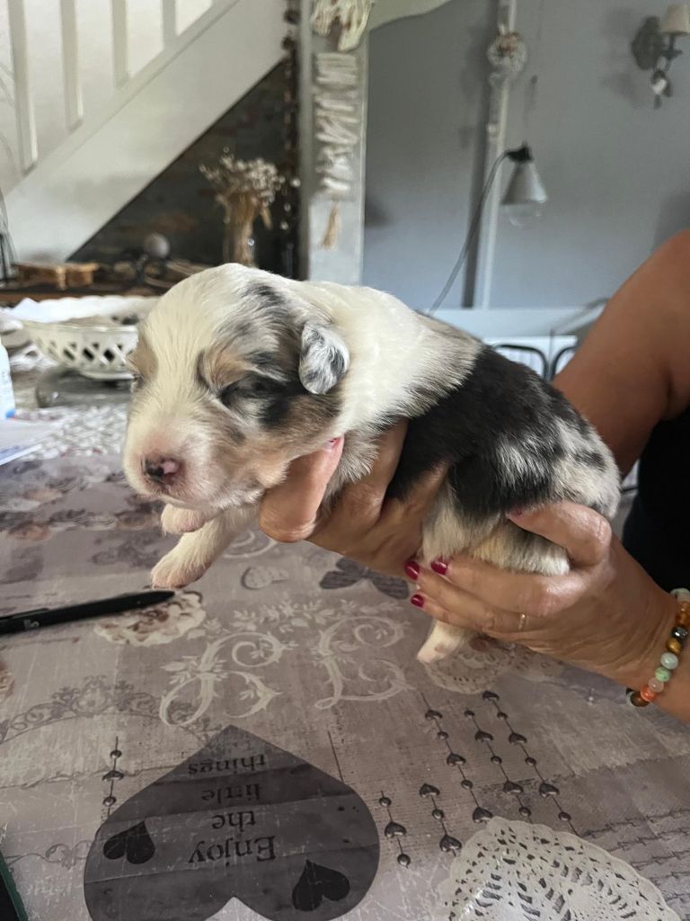 Of Blue Rimrock - Chiots disponibles - Berger Australien
