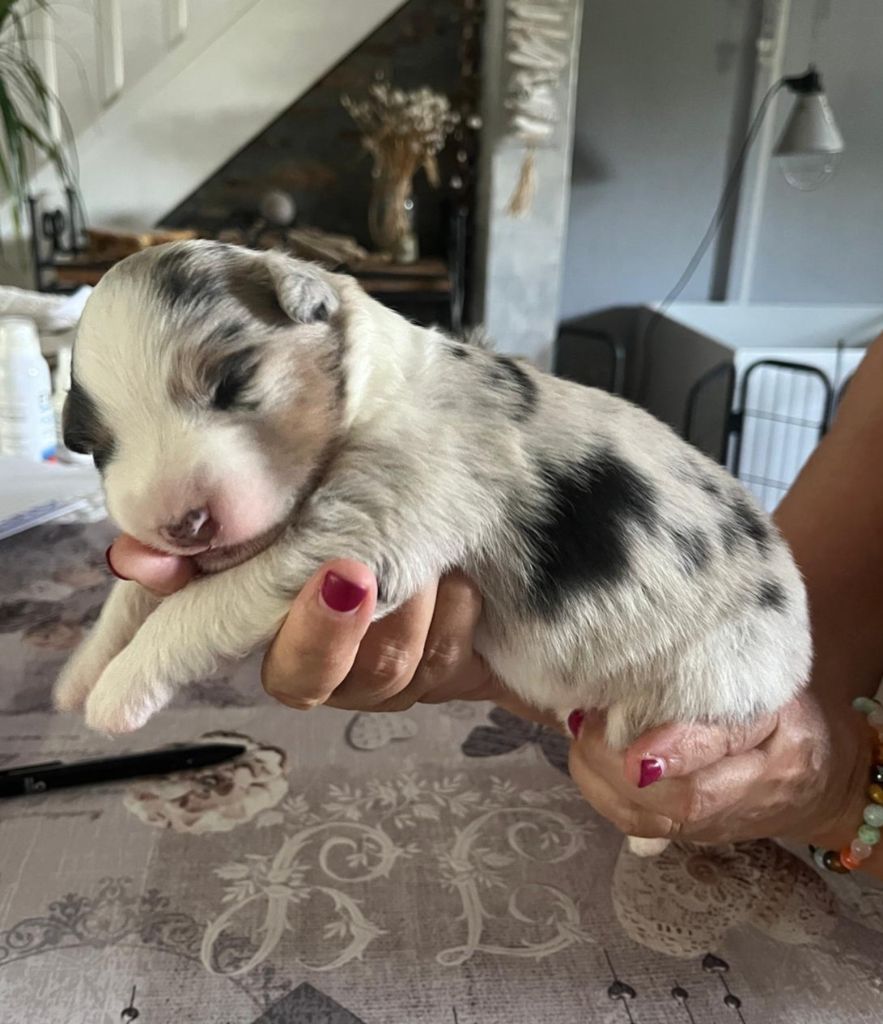 Of Blue Rimrock - Chiots disponibles - Berger Australien