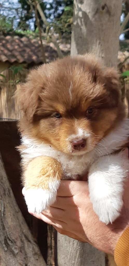 CHIOT