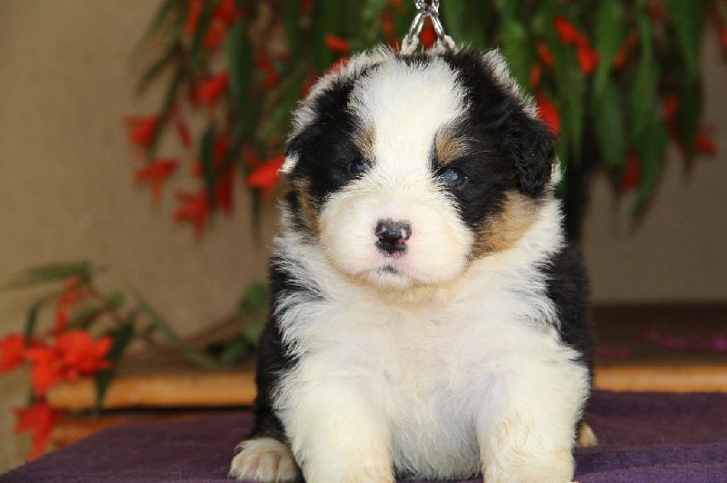 Of Blue Rimrock - Berger Australien - Portée née le 10/05/2016