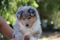 CHIOT