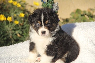 CHIOT