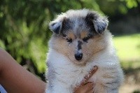 CHIOT