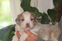 CHIOT