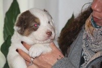 CHIOT