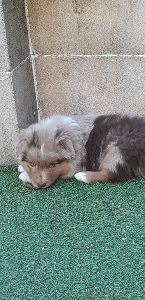 CHIOT