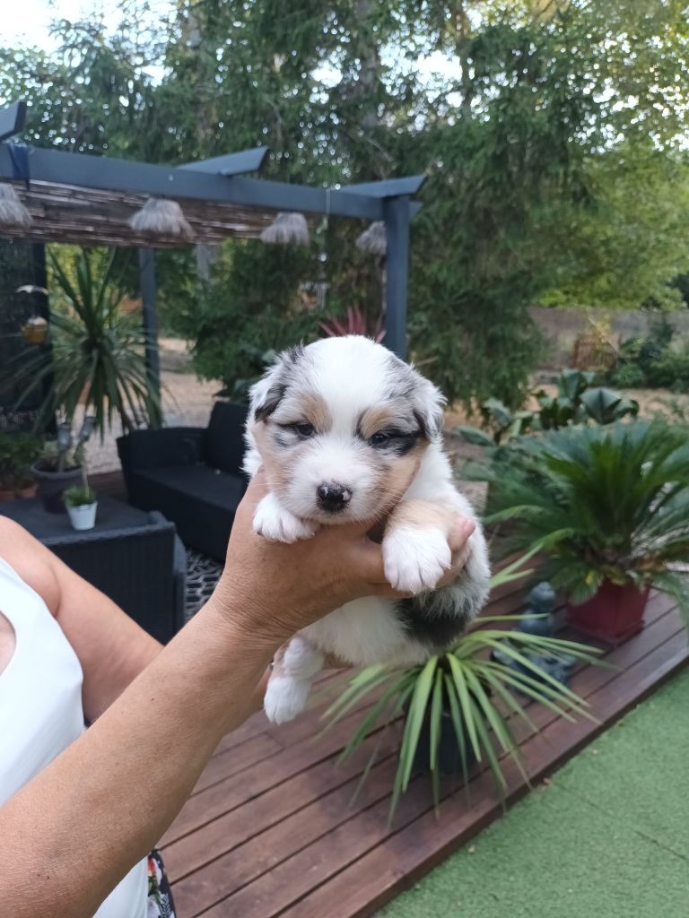 Of Blue Rimrock - Chiots disponibles - Berger Australien